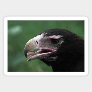 Wedge-Tailed Eagle Portrait Sticker